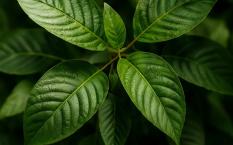 5 Benefits of Kratom You Should Know