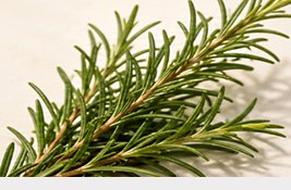 Rosemary