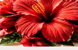 Hibiscus