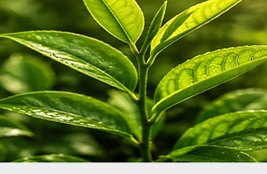 Green Tea Extract