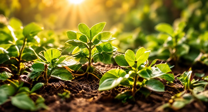 Emerging seedlings in golden light